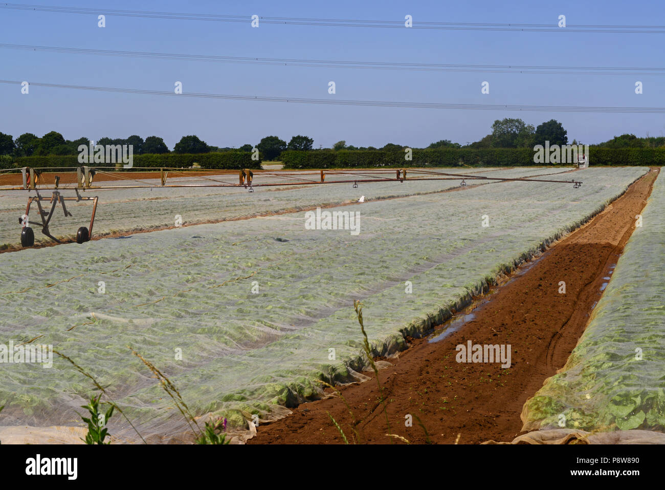 centre pivot boom crop irrigation system in use during drought in field with plastic mulches to retain moisture and suppress weeds york united kingdom Stock Photo