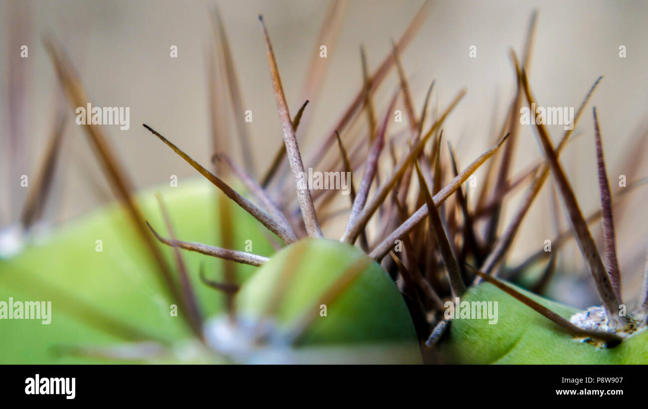 Cereus repandus Cactus Stock Photo