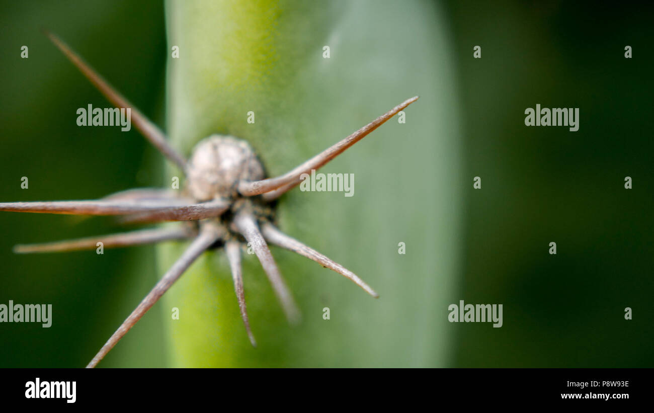 Cereus repandus Cactus Stock Photo