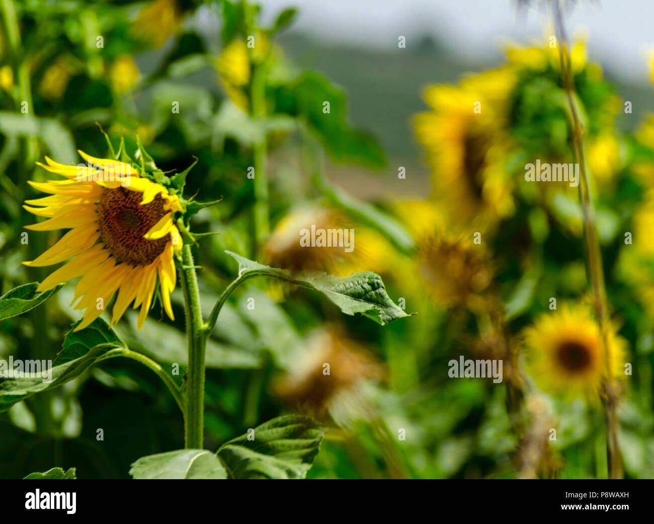 closeup on the flowers of a sunflower on a field full of flowers