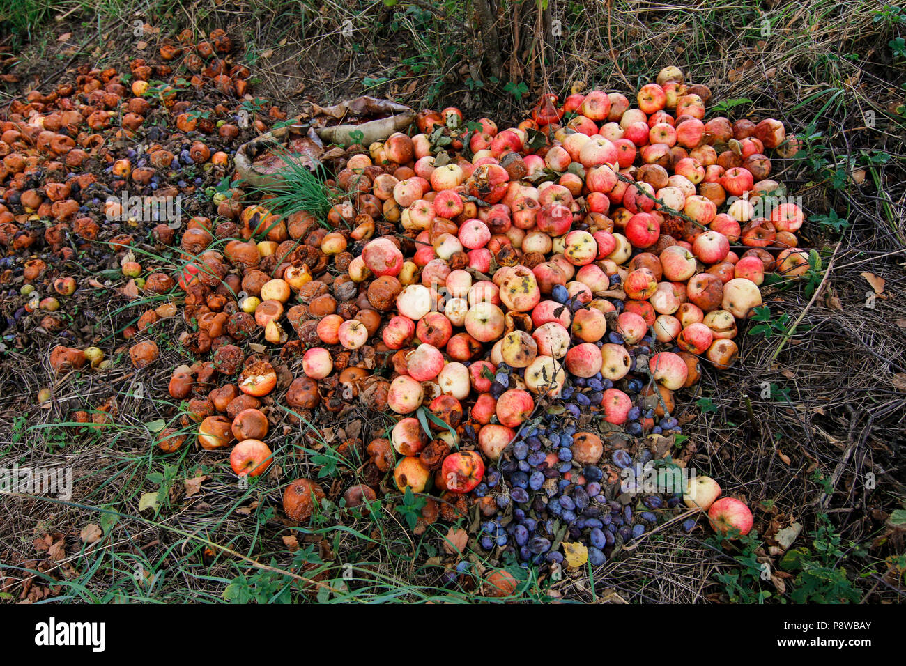 Waste from autumn harvest - putrid fruits Stock Photo