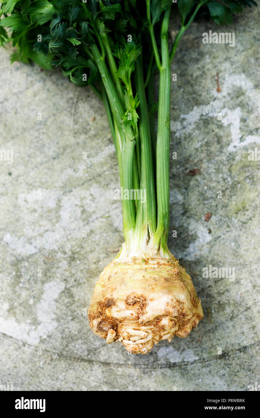 Root of celery Stock Photo