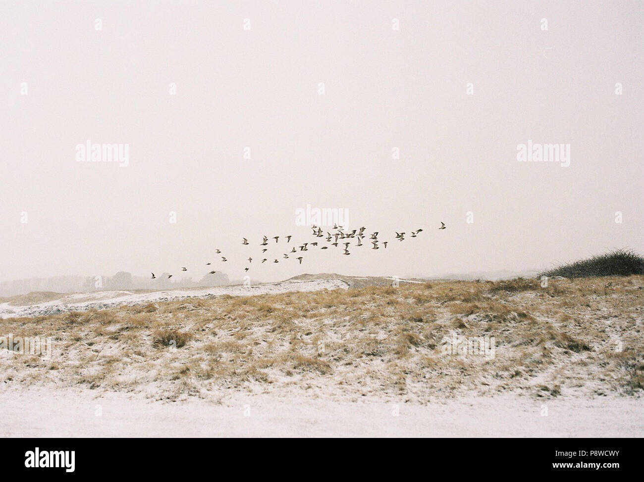 geese flying over snowy beach Pembrokeshire, Wales. Travel, landscape. Stock Photo