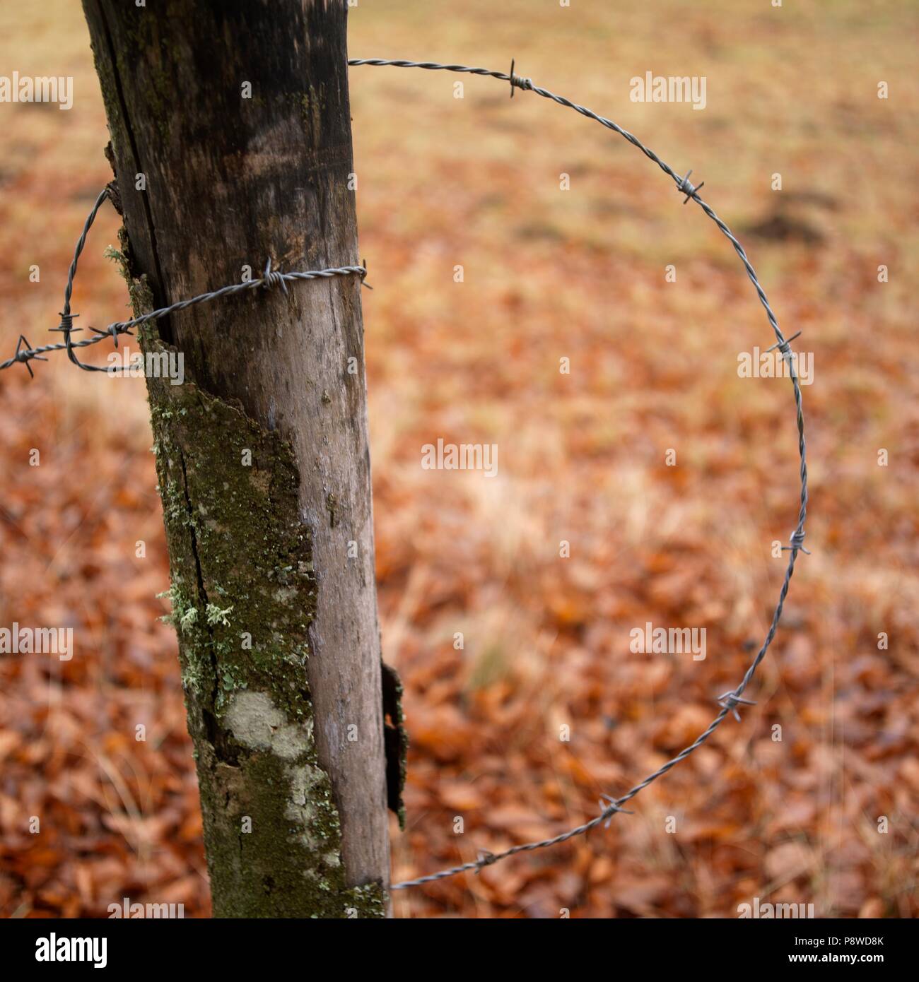 Barbed wire on a fence post, Auvergne, France Stock Photo