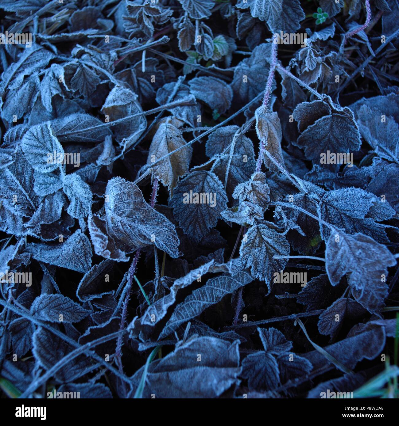 Frost rime covered leaves hi-res stock photography and images - Alamy