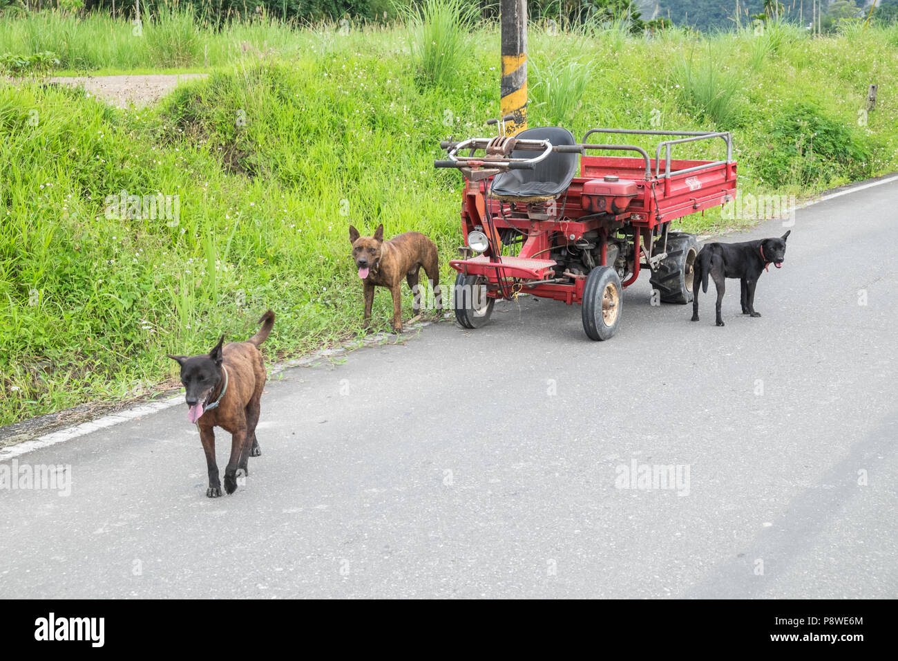 Farmers,guard,dogs,on,Route64,Hualien County,south,of,Taipei,Taiwan