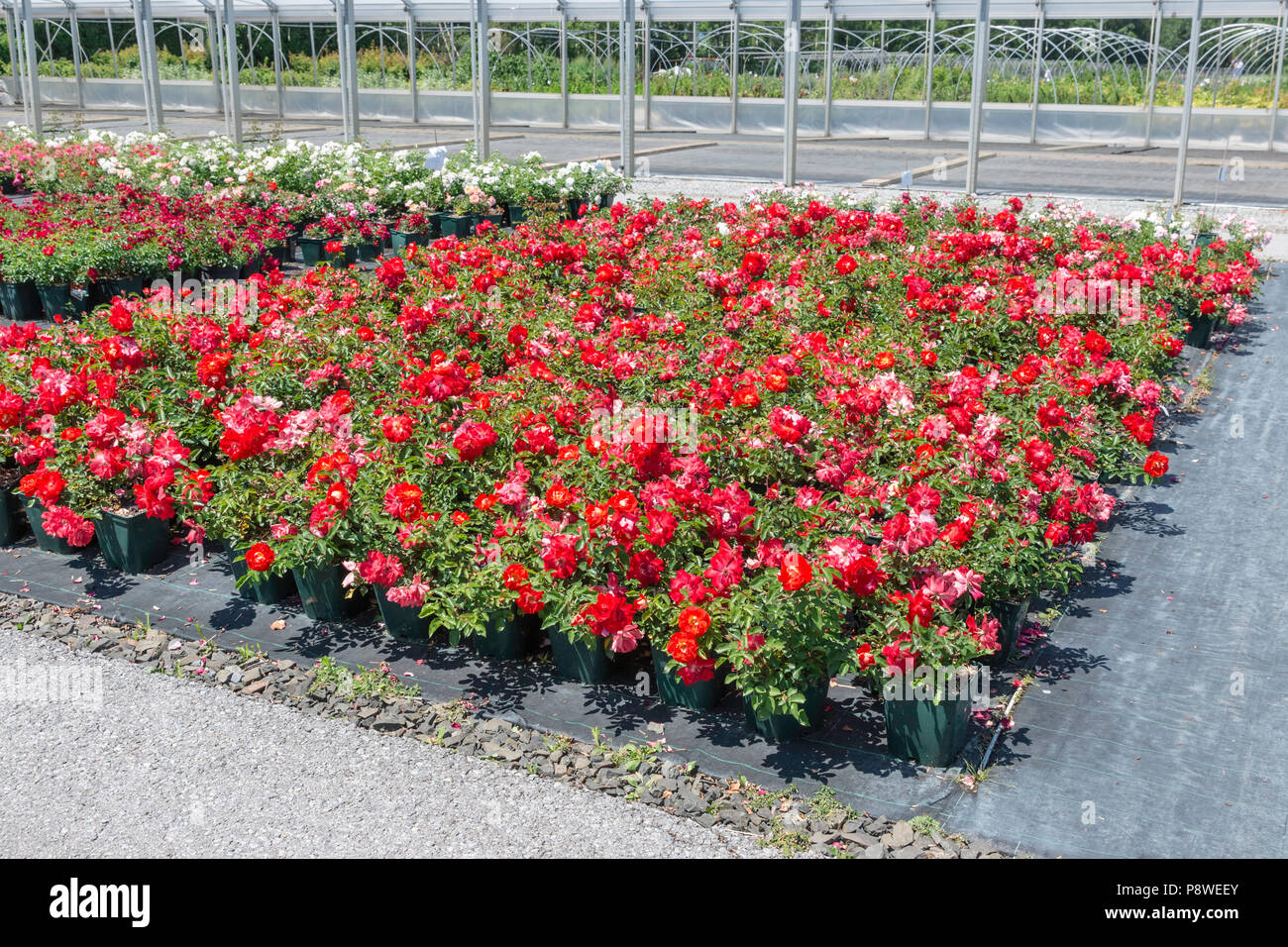 Roses nursery hires stock photography and images Alamy
