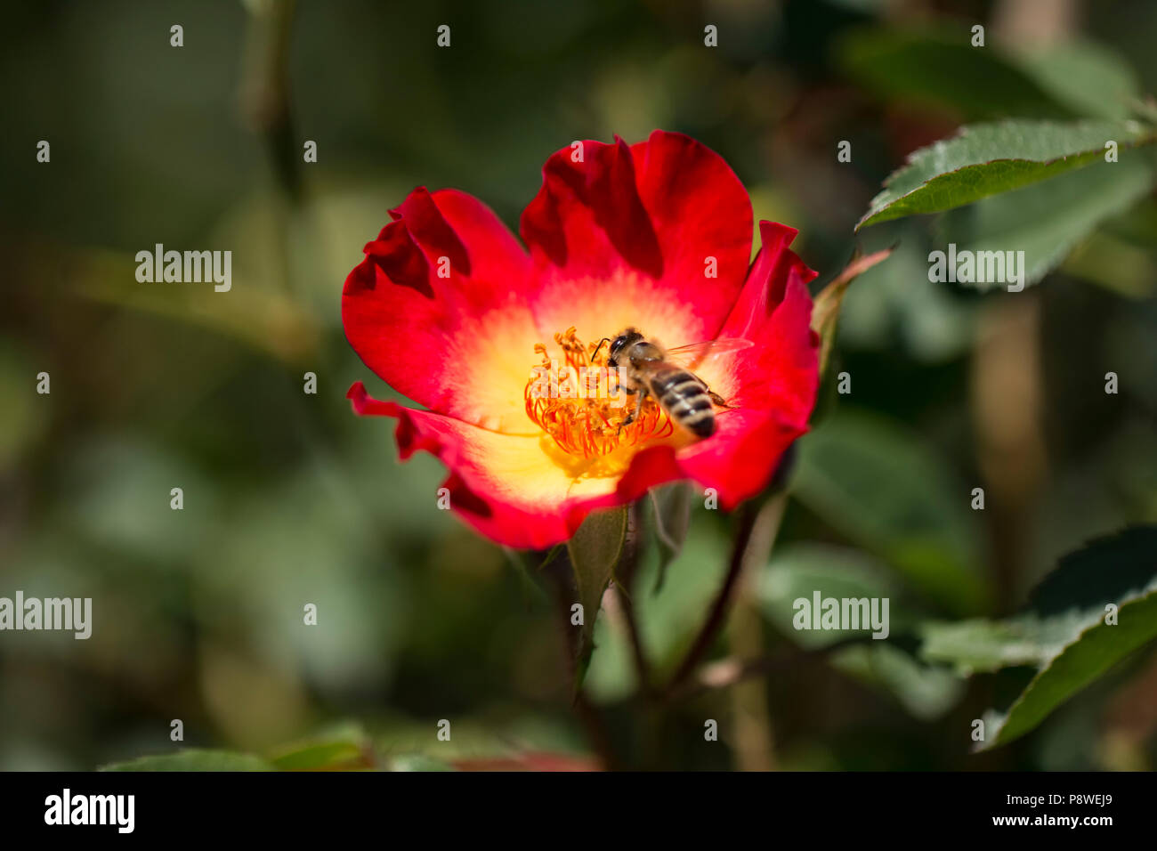 Worker honey bee nursery hi-res stock photography and images - Alamy