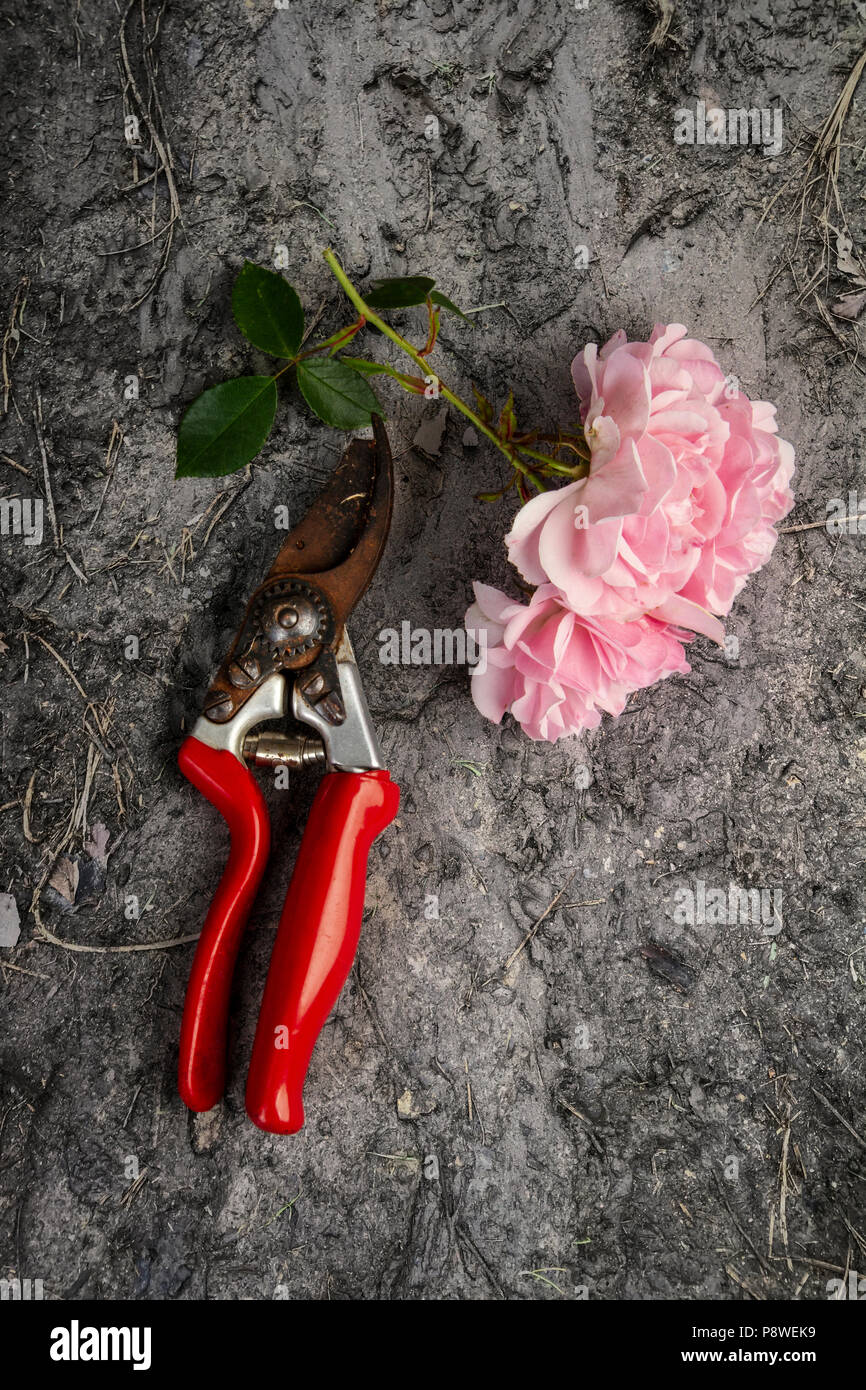 Cut rose flower and a pair of secateurs Stock Photo