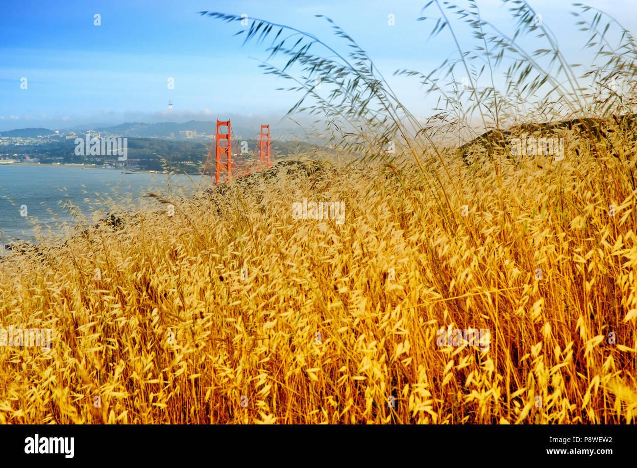 Reed grass on headland, Golden Gate National Recreation Area, Golden Gate Bridge, The Presidio, San Francisco, California, USA Stock Photo