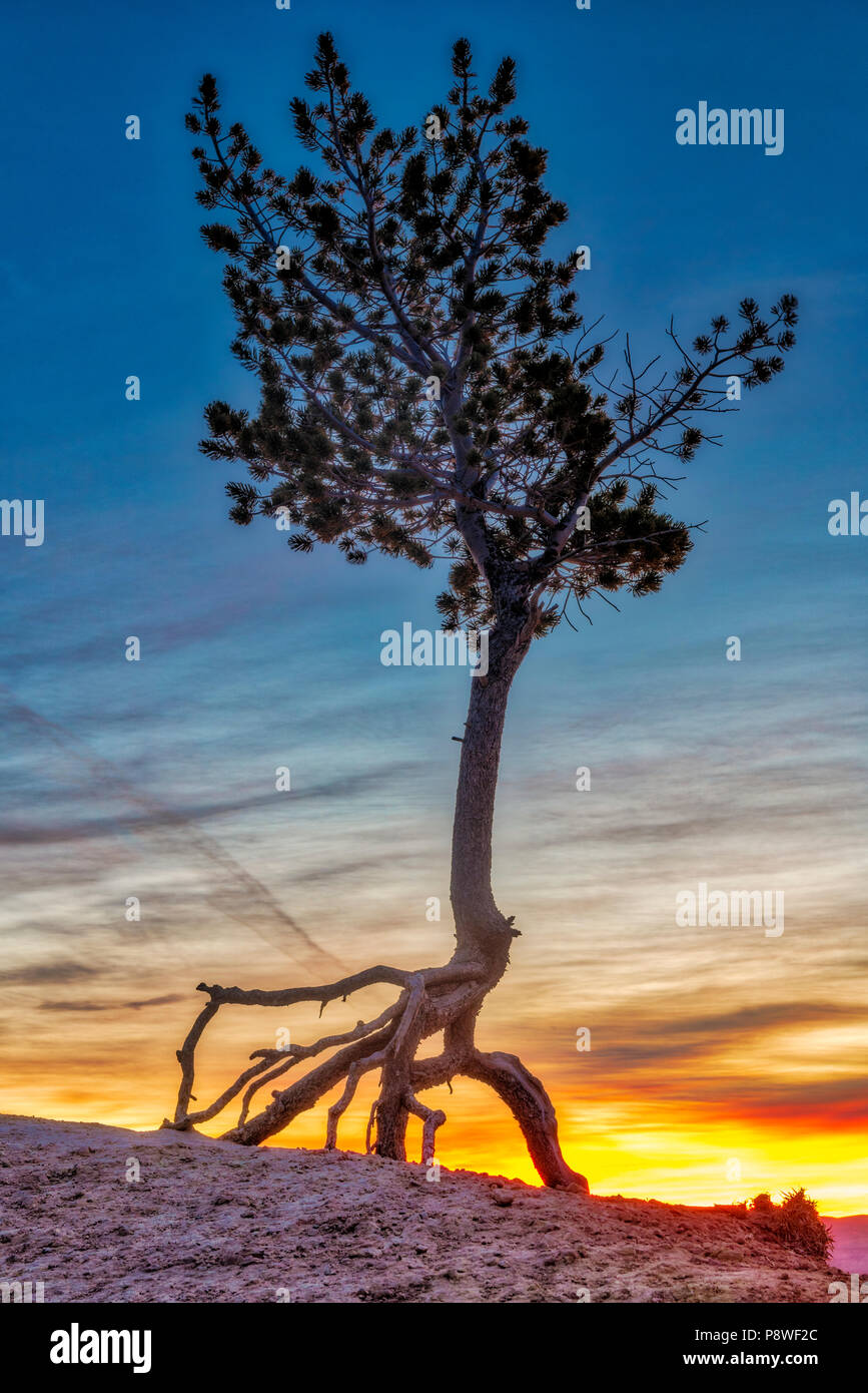 Bristlecone Pine at sunrise in Bryce Canyon National Park in Utah Stock Photo