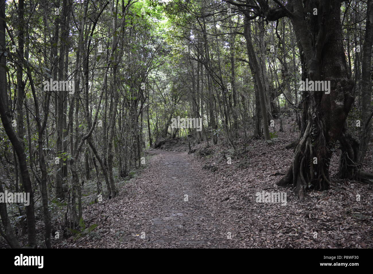 Pelling, Sikkim, India. Stock Photo