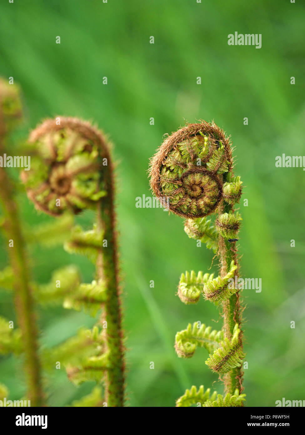 Unfurling golden fern leaf fronds,with wheel-like golden hairy curly tips and parallel upright stems in Eden Valley, Cumbria, England, UK Stock Photo