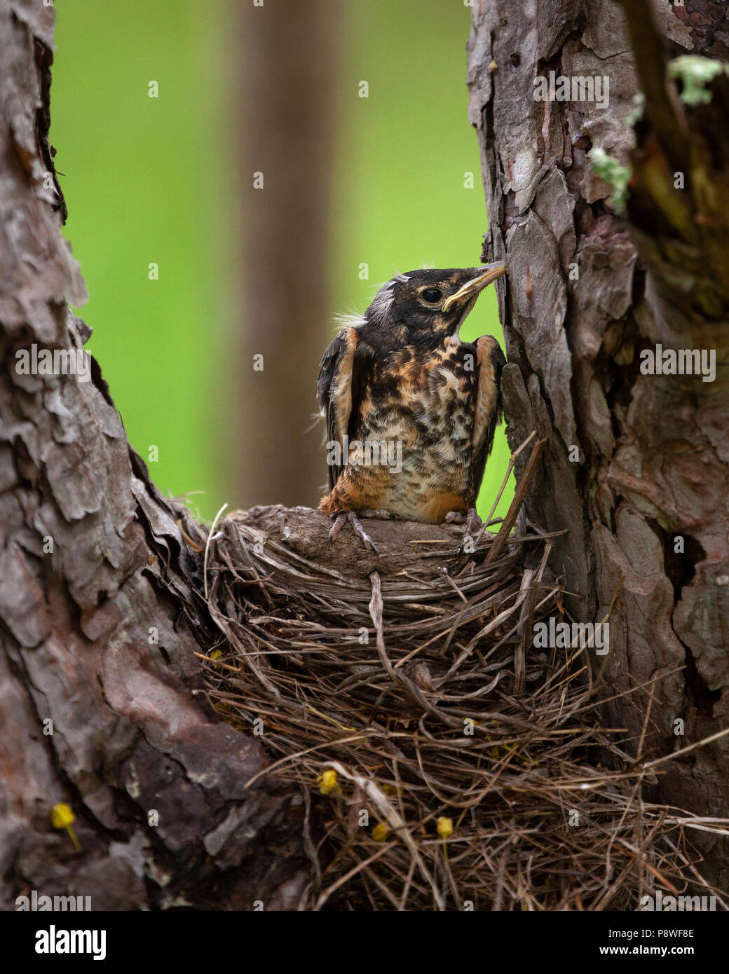 Fledgling Robin, last to leave the nest Stock Photo Alamy