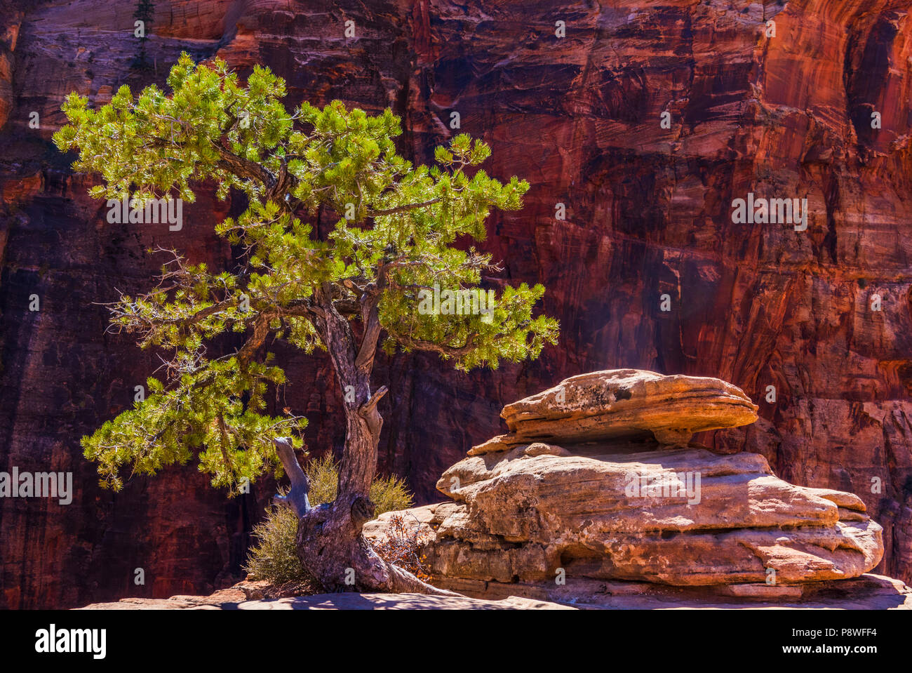 Backlit tree at Pine Creek Canyon in Zion National Park in Utah Stock Photo