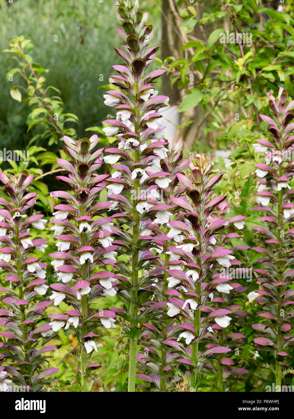 Summer flower spikes of the hardy perennial bear's breeches, Acanthus mollis, Stock Photo