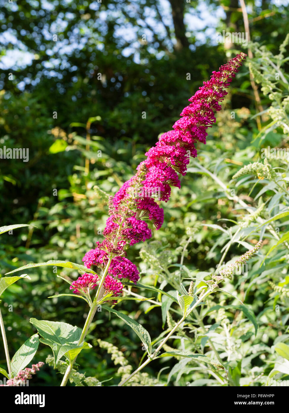 Bright magenta flowers in the spike of the compact, dwarf butterfly bush, Buddleja davidii 'Buzz Magenta' Stock Photo