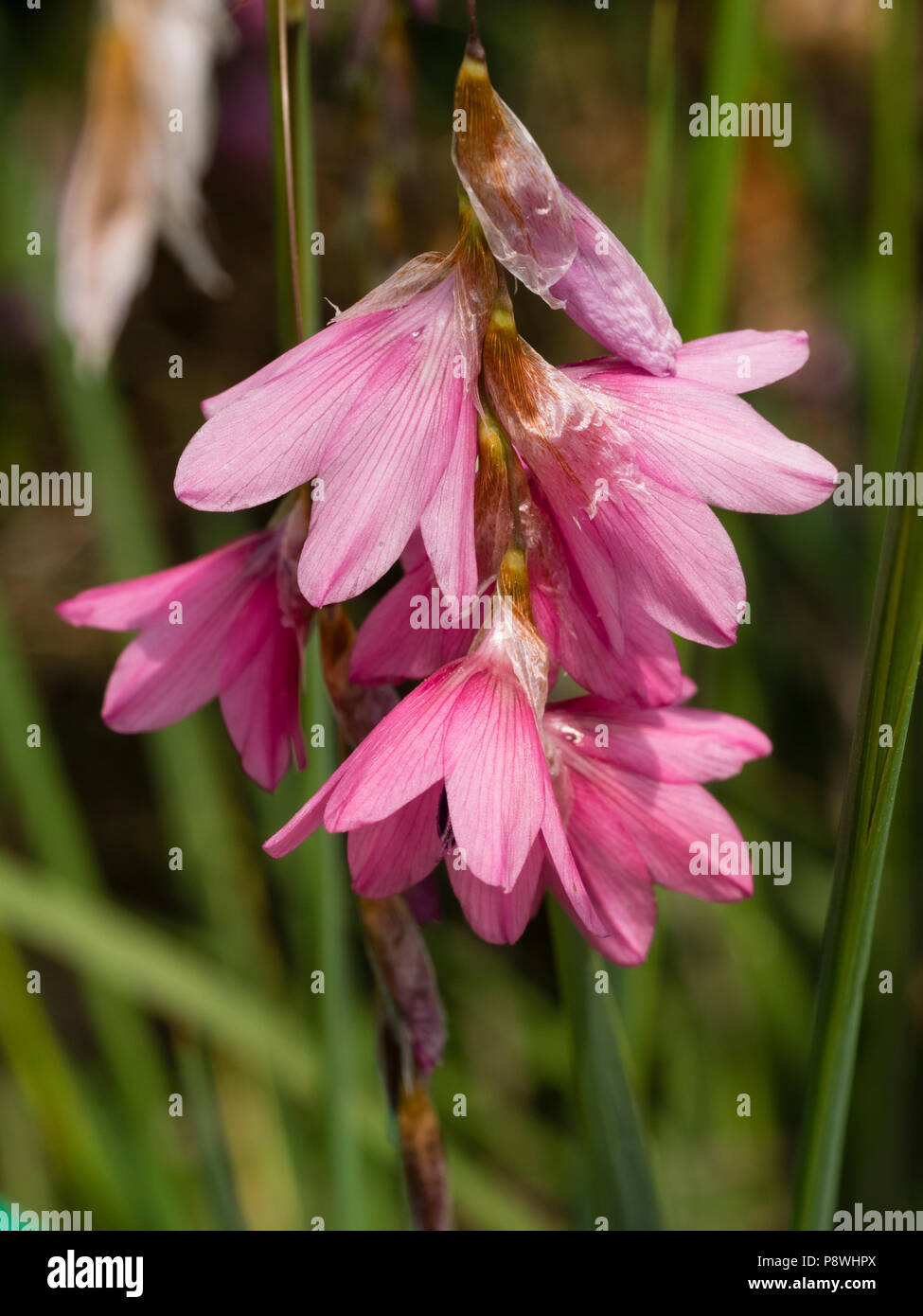 Dangling pink flowers of the hardy angel's fishing rod, Dierama 'Pink Ballerina' Stock Photo