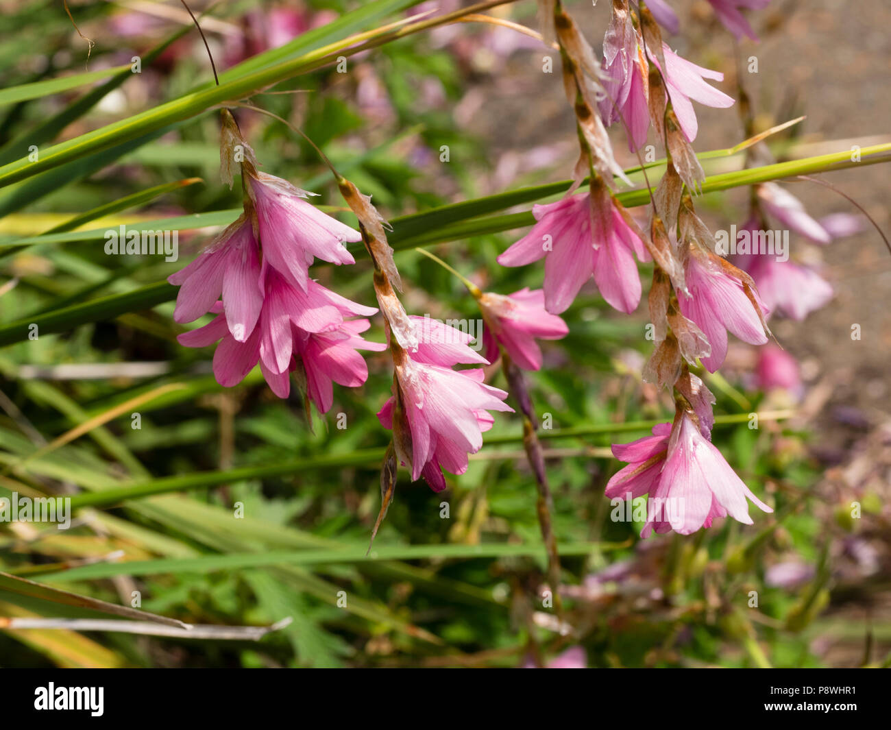 Dangling pink flowers of the hardy angel's fishing rod, Dierama 'Pink Ballerina' Stock Photo