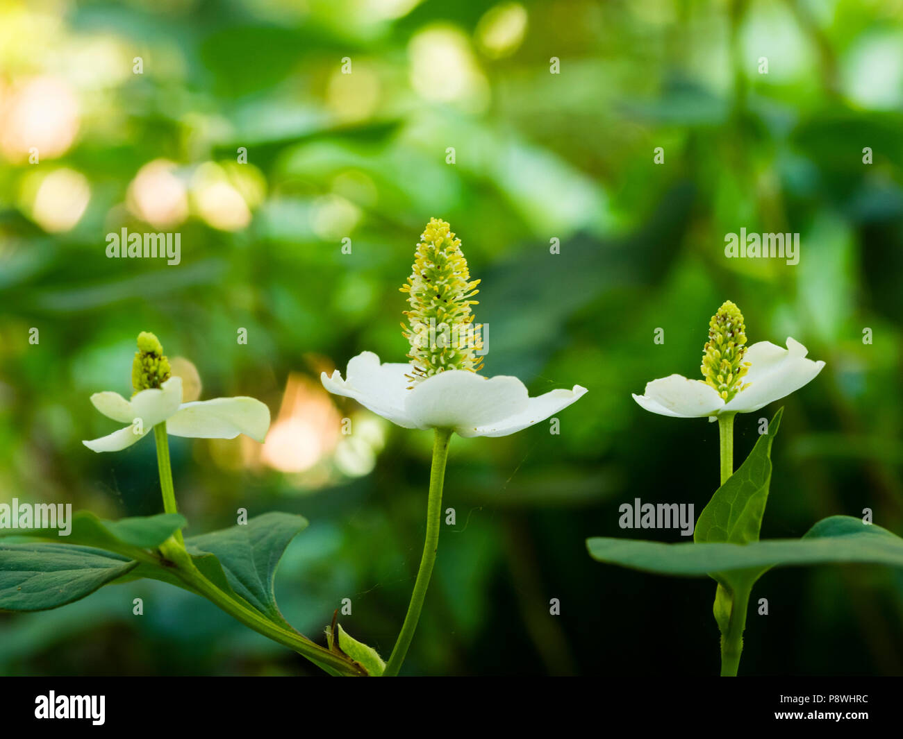 White petals surround a green cone in the flowers of the aquatic marginal perennial, Houttuynia cordata Stock Photo