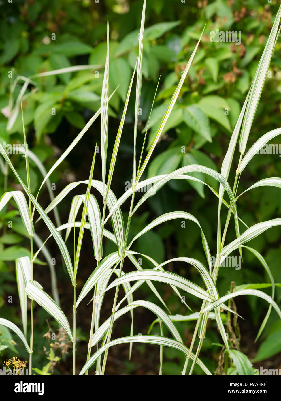 Variegated white and green leaves and stems of the hardy perennial (invasive) ornamental grass, Phalaris arundinacea var. picta Stock Photo