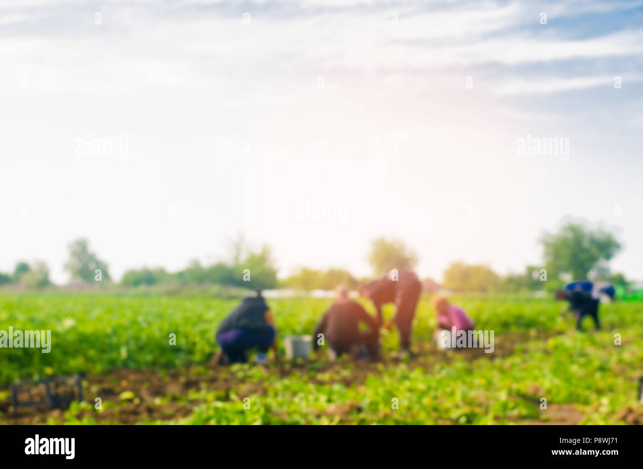 workers work on the field, harvesting, manual labor, farming