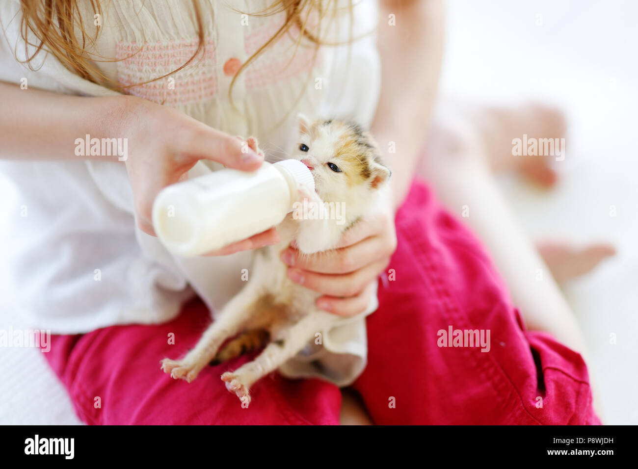 Little girl feeding small kitten with kitten milk from the bottle Stock