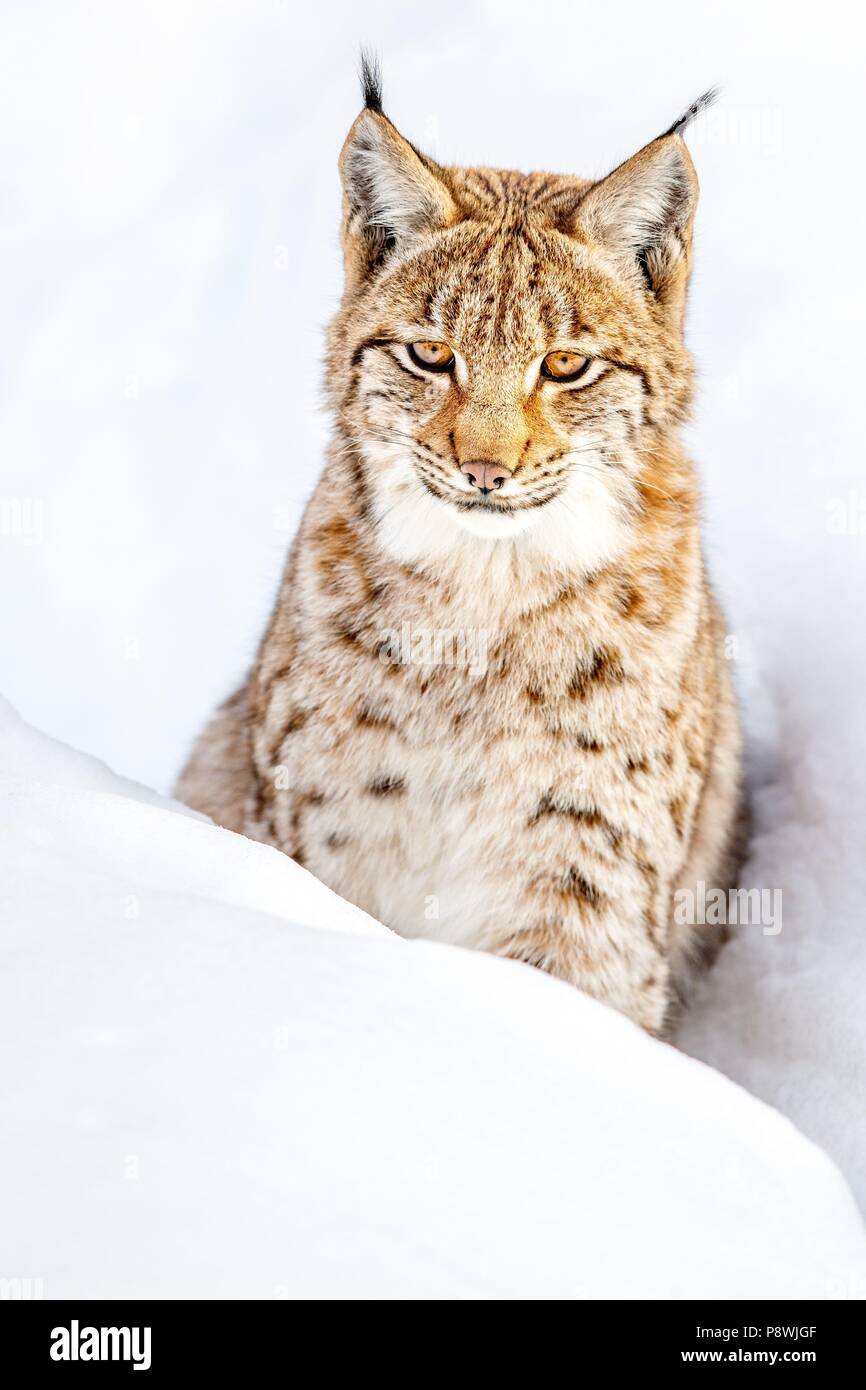 A Eurasian Lynx (Lynx Lynx) Sits In Winter In The Snow. | Usage ...