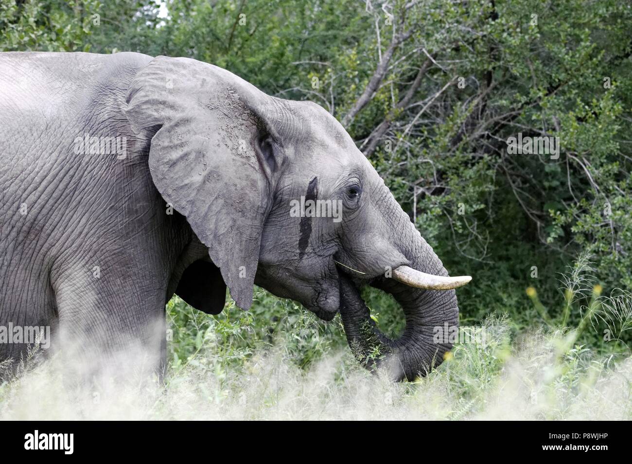 African Elephant Portrait ( Loxodonta africana ) with secretion from