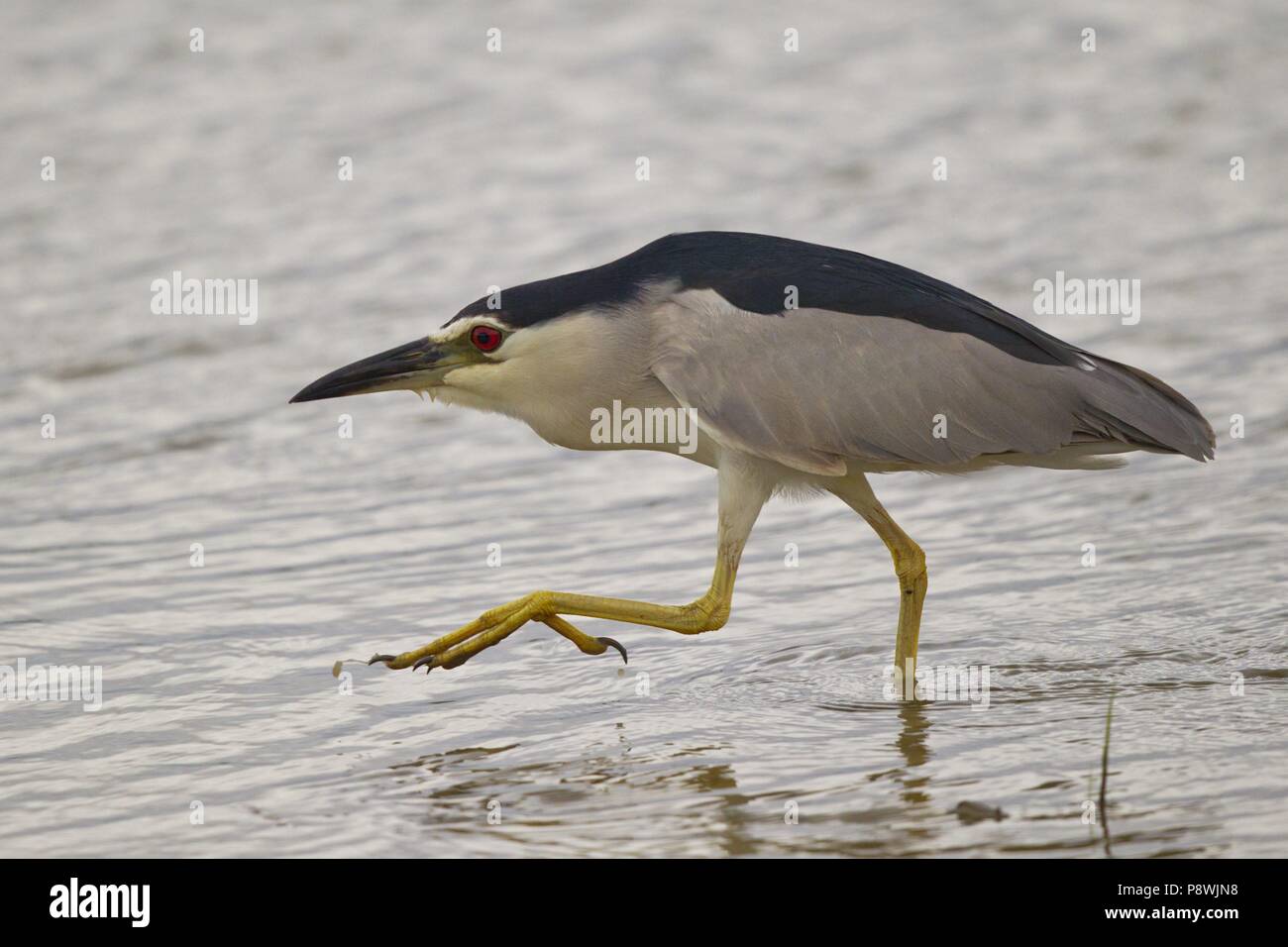 Black-crowned Night Heron (Nycticorax nycticorax) adult in pond, Mallorca, Spain | usage worldwide Stock Photo
