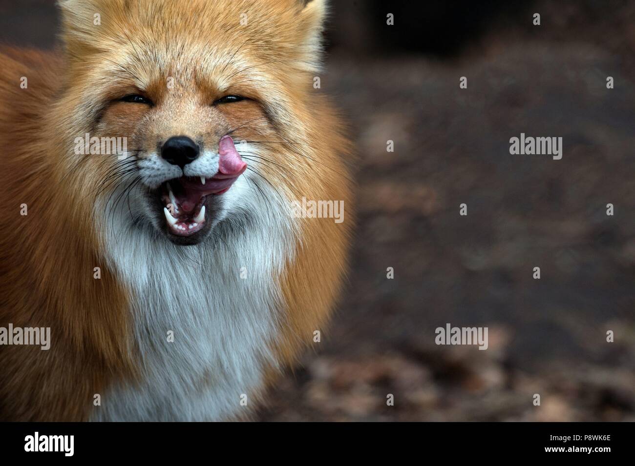 Red fox | usage worldwide Stock Photo - Alamy