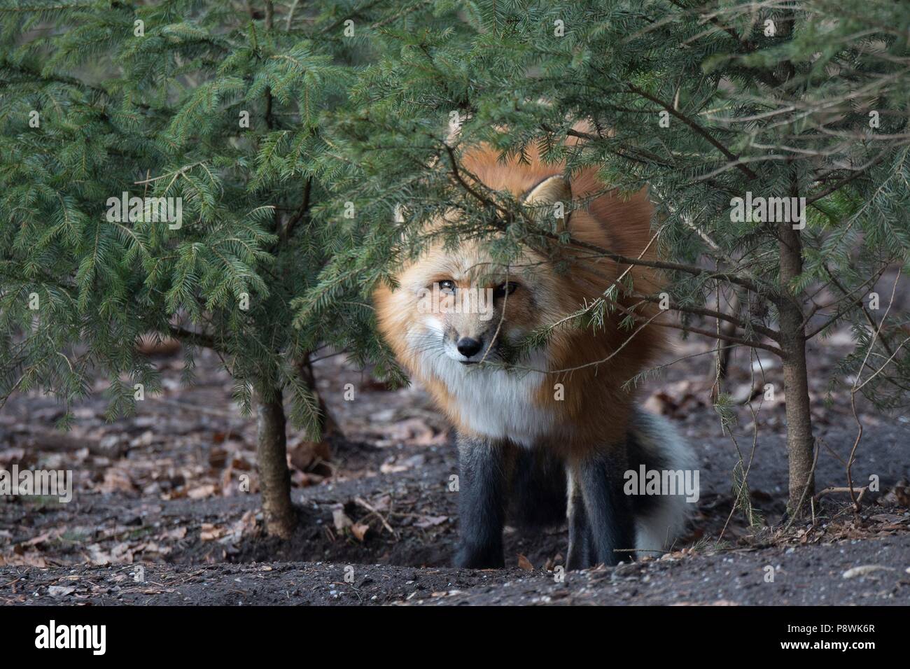 Red fox | usage worldwide Stock Photo - Alamy