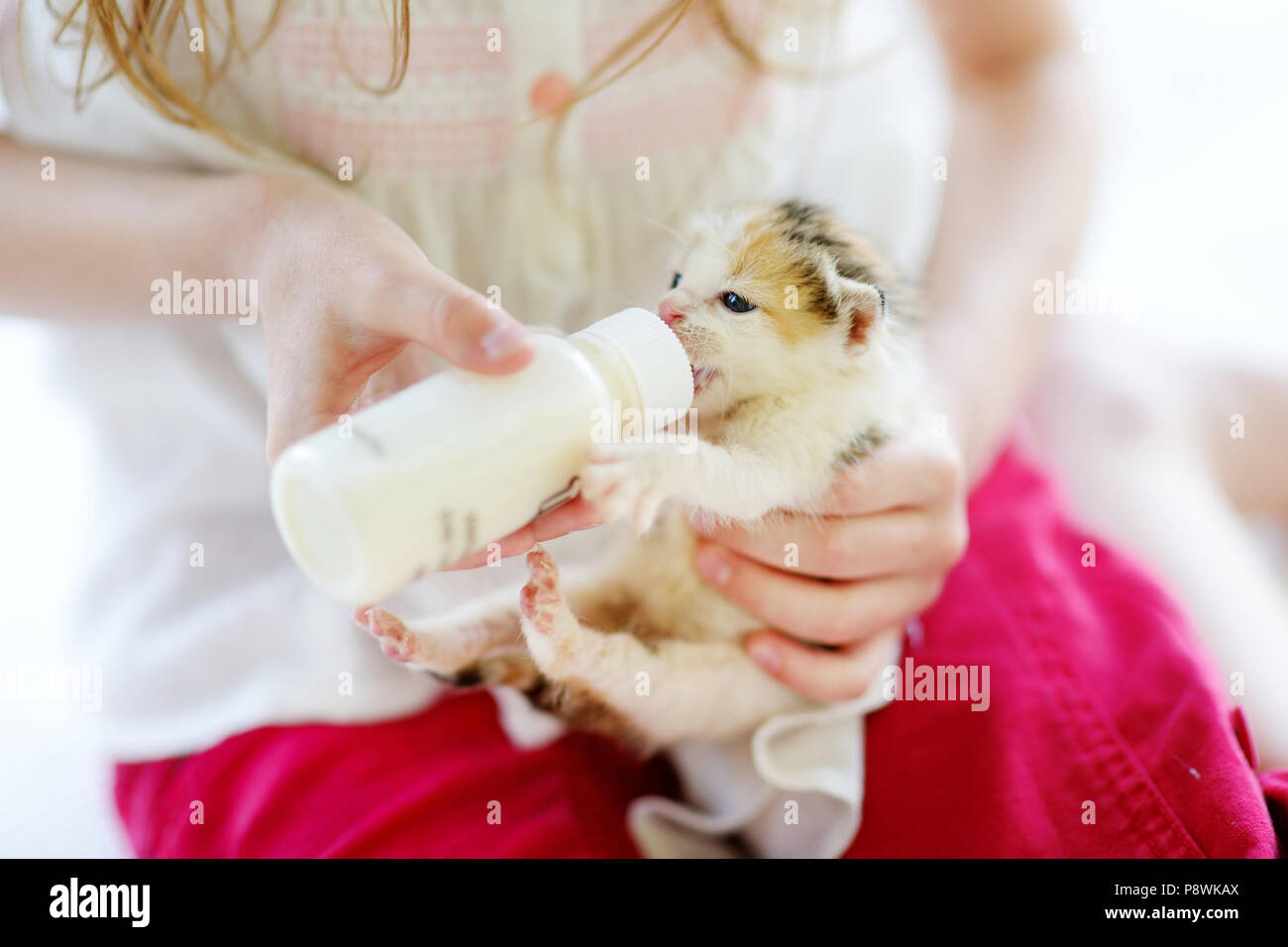 Adorable little girl feeding small kitten with kitten milk from the ...