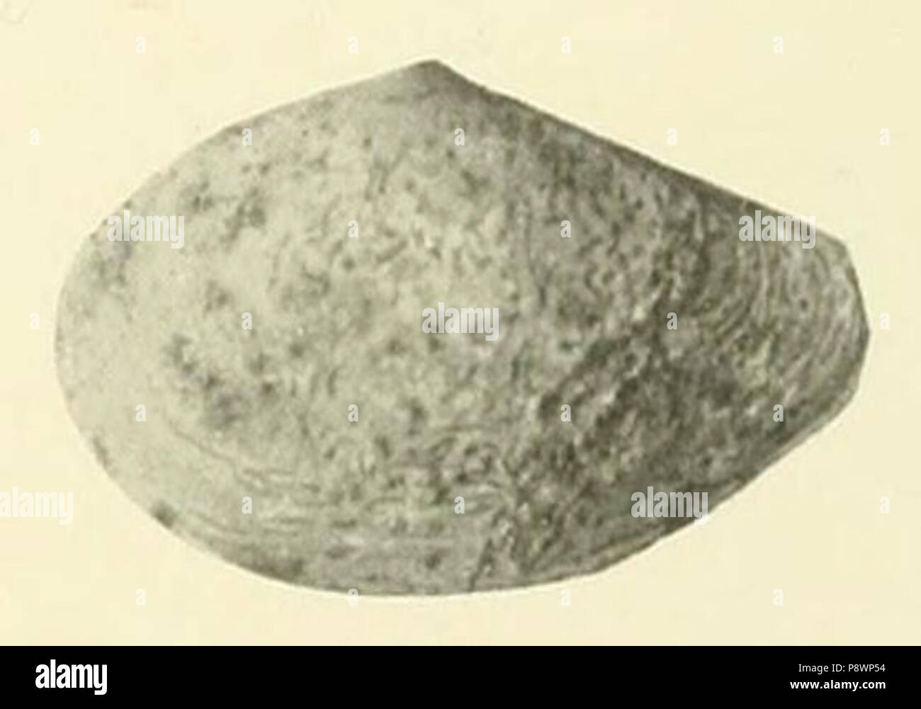 . 84 Corbula mesopotamica left valve Stock Photo - Alamy