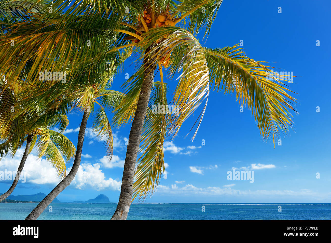 Tropical beach with coconut palm tree Stock Photo - Alamy