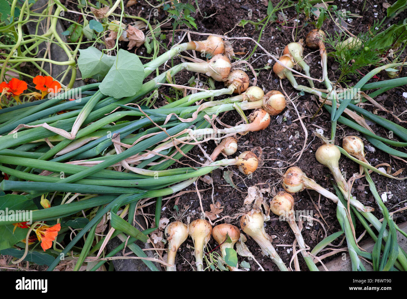 Onions growing in a small garden pulled for drying on the ground outside in the sun in July 2018 Carmarthenshire Wales UK Great Britain  KATHY DEWITT Stock Photo