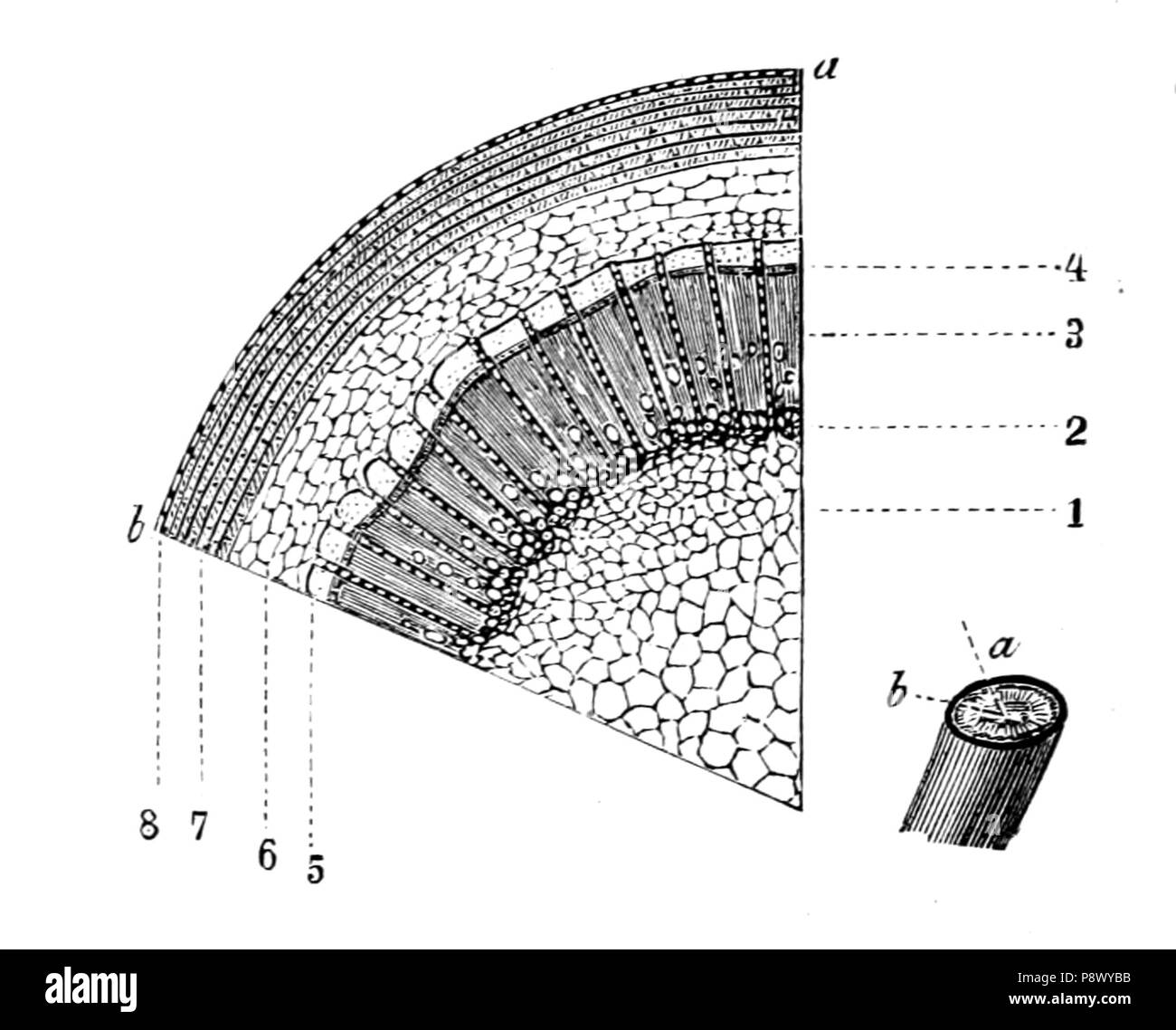 De voeding der planten. Plants. Opperhuid van een blad met huidmondjes.  Snijdt men waar een huidmondje ge- n duide Fig. 10.. der aanraken; in deze  neemt men bladgroenkorrels waar. Ter- wijl, image size:1300x1138