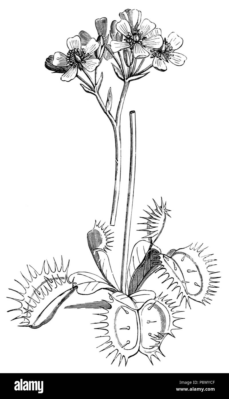 De voeding der planten. Plants. Opperhuid van een blad met huidmondjes.  Snijdt men waar een huidmondje ge- n duide Fig. 10.. der aanraken; in deze  neemt men bladgroenkorrels waar. Ter- wijl, image size:800x1390