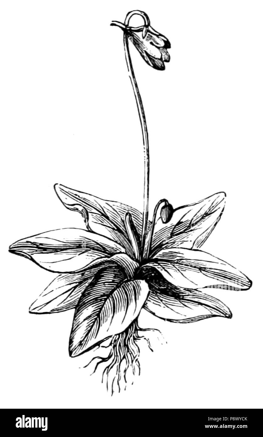 De voeding der planten. Plants. Opperhuid van een blad met huidmondjes.  Snijdt men waar een huidmondje ge- n duide Fig. 10.. der aanraken; in deze  neemt men bladgroenkorrels waar. Ter- wijl, image size:837x1390