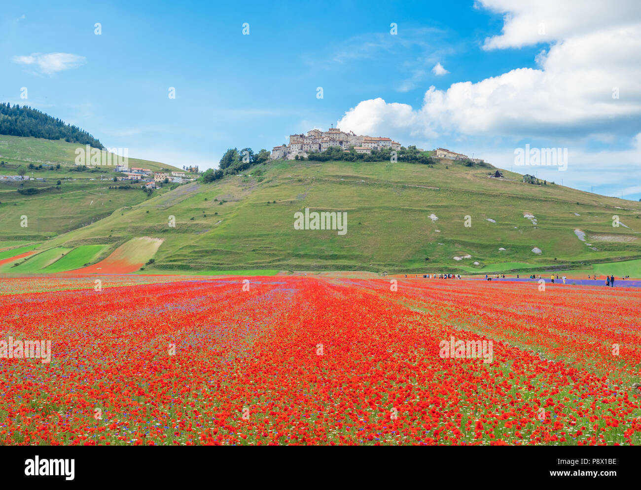 Castelluccio Di Norcia 2018 Umbria Italy The Famous Landscape castelluccio-di-norcia-2018-umbria-italy-the-famous-landscape
