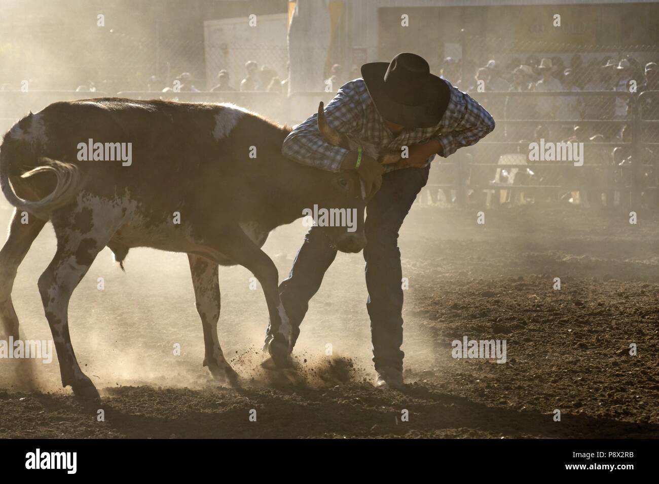 Cowboy in the process of bring a steer to ground at the Fitzroy ...
