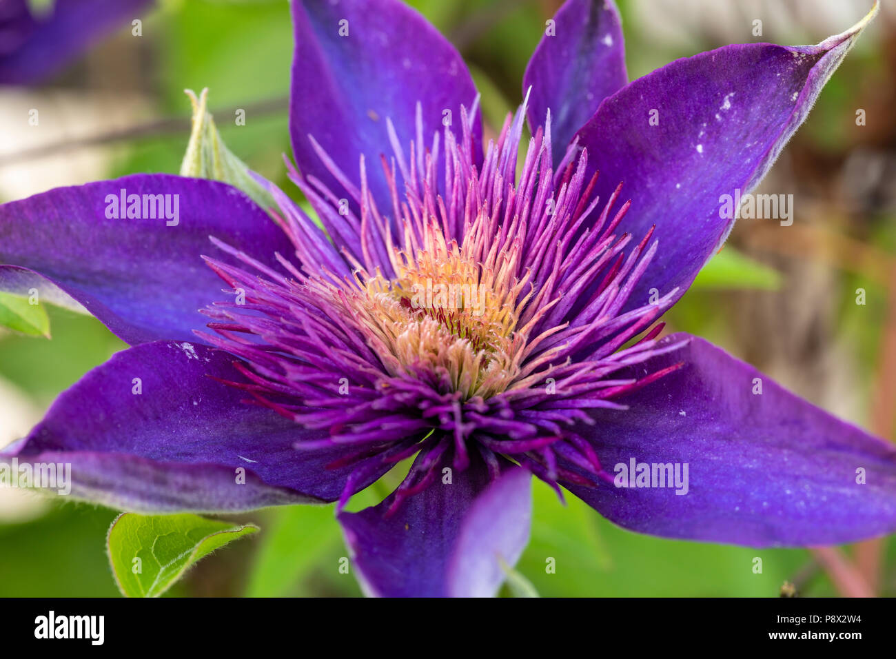 Multi Blue Clematis Flower Stock Photo