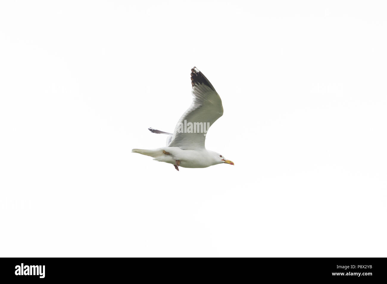 portrait flying natural yellow-legged gull (larus michahellis), white sky Stock Photo
