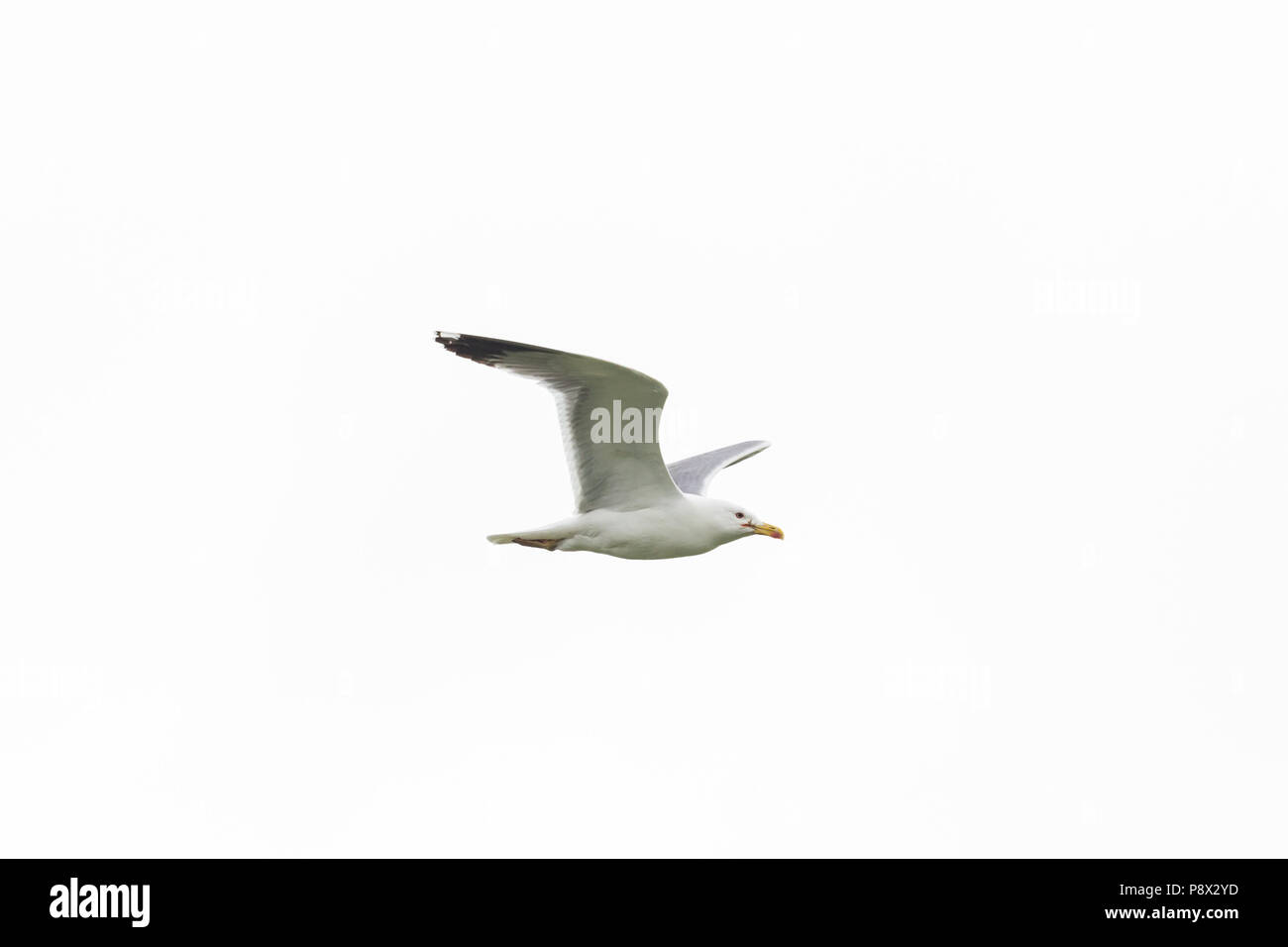 isolated natural yellow-legged gull (larus michahellis) in flight, white sky Stock Photo