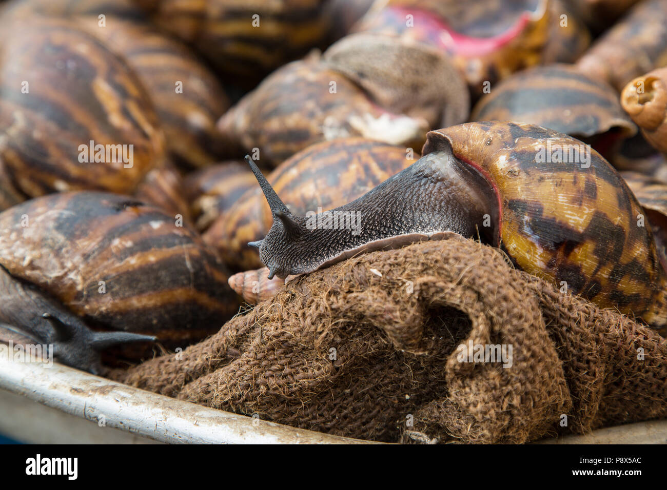 Giant ghana snail hires stock photography and images Alamy