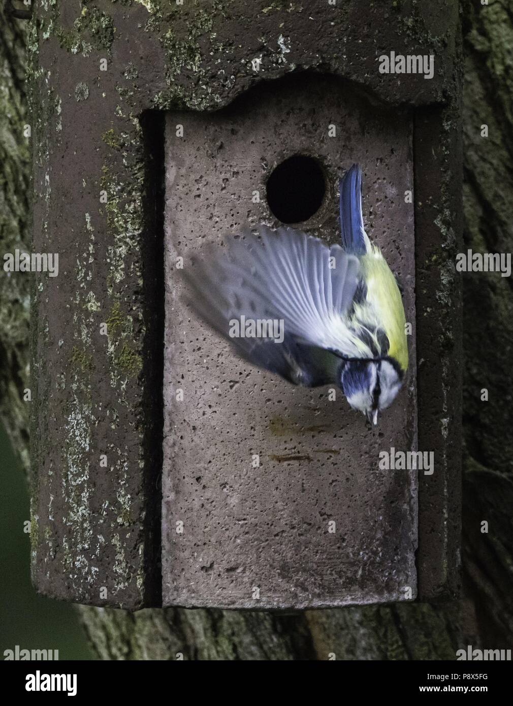 Blue Tit At Nesting Box May 2017 Usage Worldwide Stock Photo Alamy blue-tit-at-nesting-box-may-2017-usage-worldwide-stock-photo-alamy