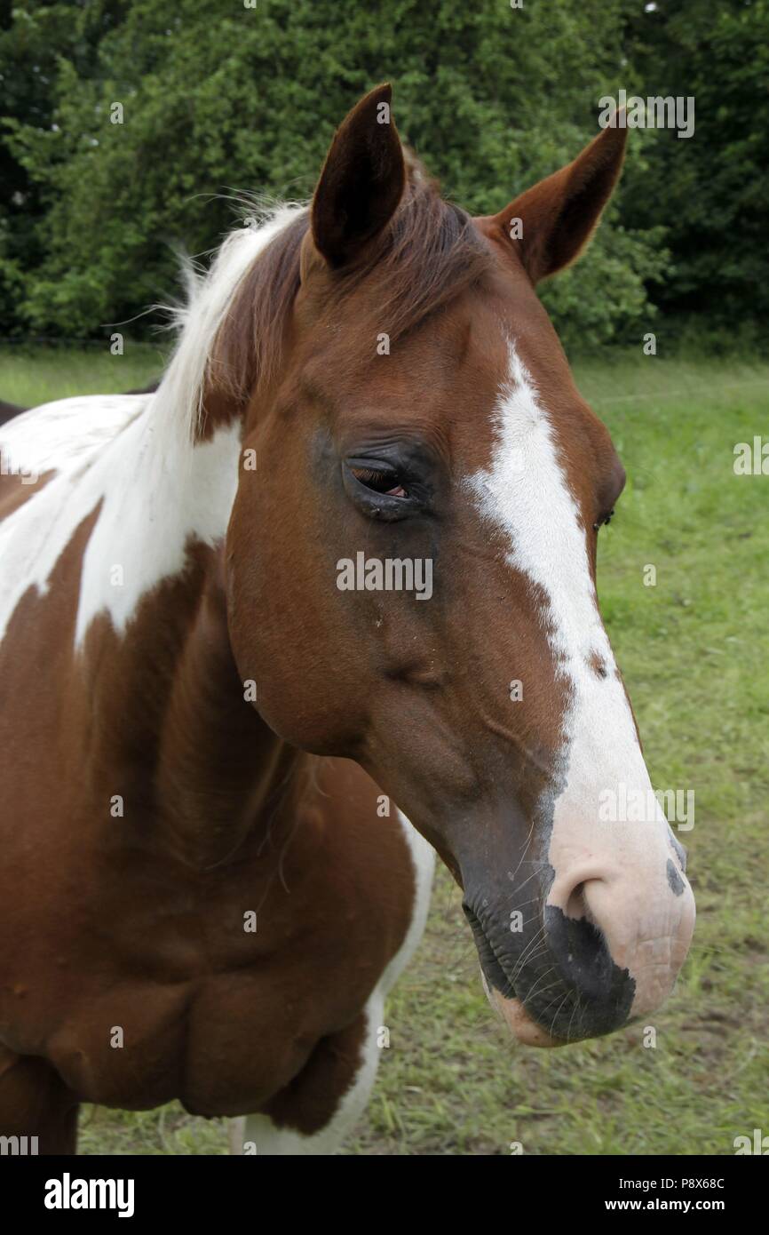 Horses in the pasture at Neidhartshausen, UNESCO Biosphere Reserve Rhon, Thuringia, Germany, Europe Date: June 19, 2016 | usage worldwide Stock Photo