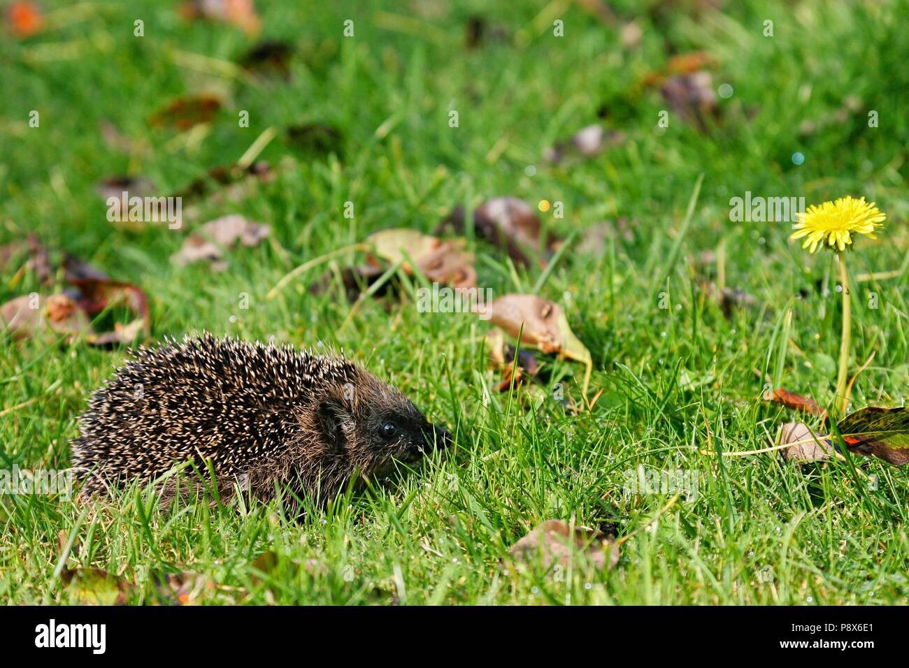 Hedgehog (Erinaceus europaeus) walking in colorful autumn leaves