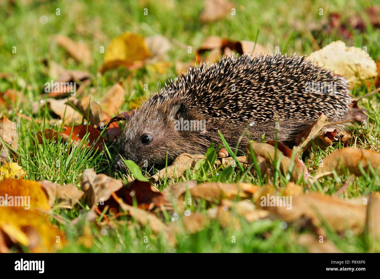 Hedgehog (Erinaceus europaeus) walking in colorful autumn leaves
