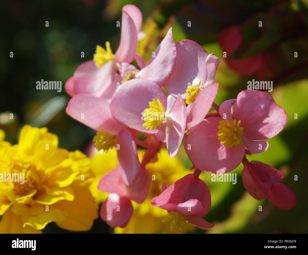 Pink and yellow garden flowers close up Stock Photo - Alamy